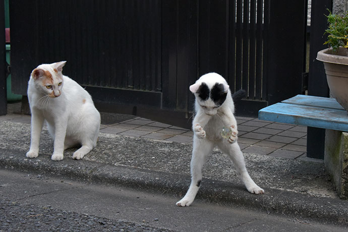 街のねこたち