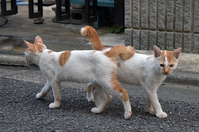 街のねこたち