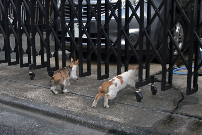 街のねこたち