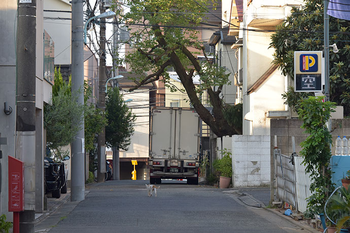 街のねこたち