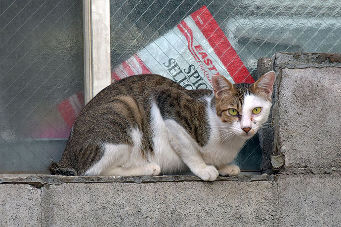 街のねこたち
