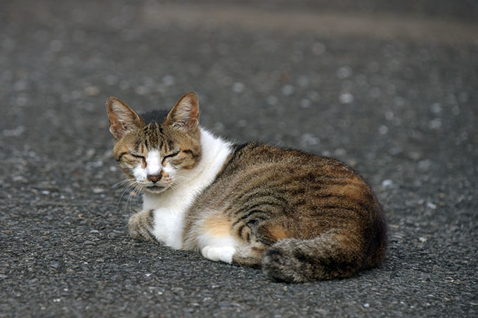 街のねこたち
