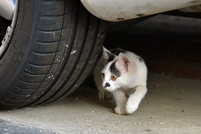 街のねこたち