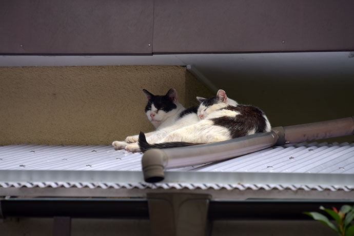 街のねこたち