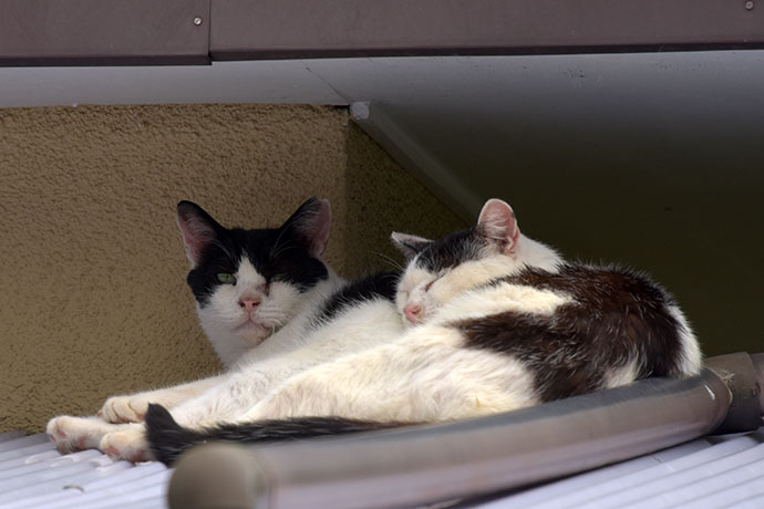 街のねこたち