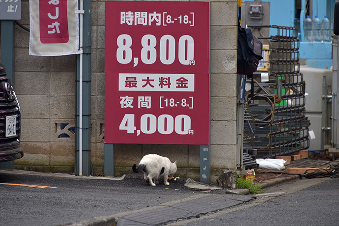 街のねこたち