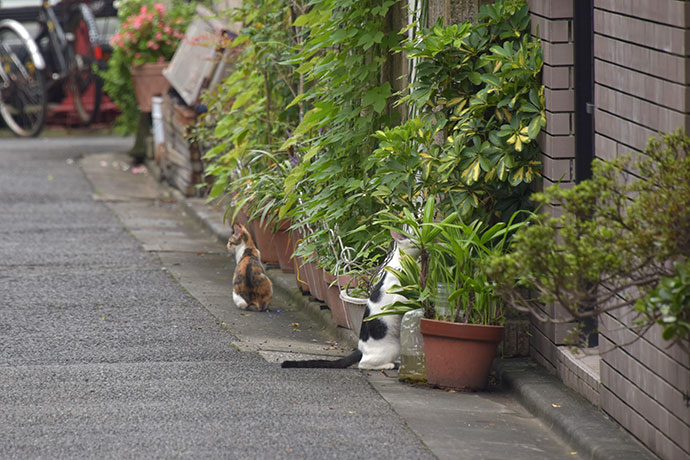 街のねこたち
