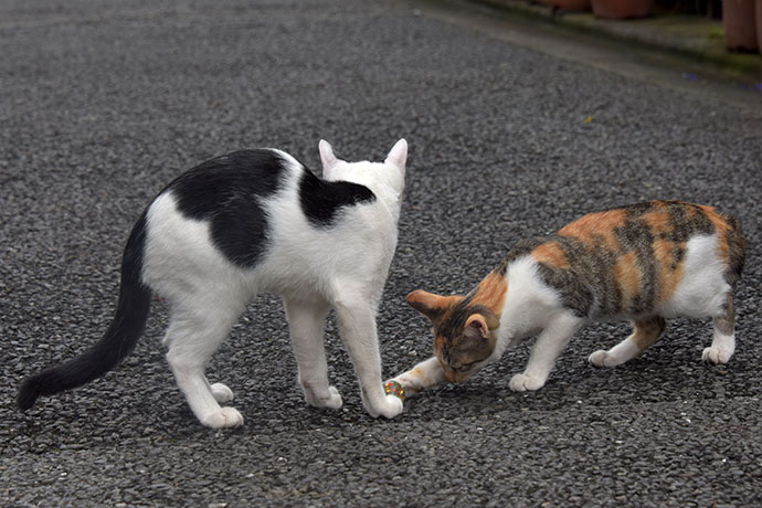 街のねこたち