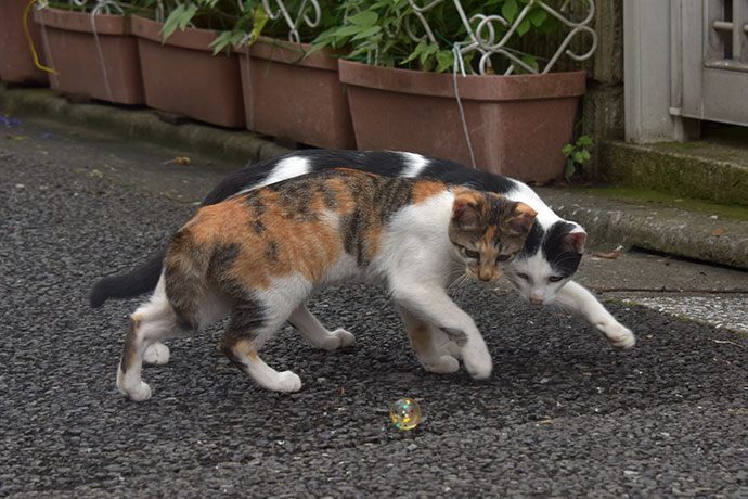 街のねこたち