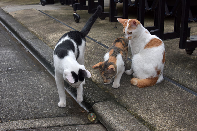 街のねこたち