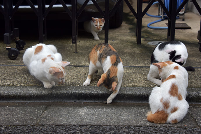 街のねこたち