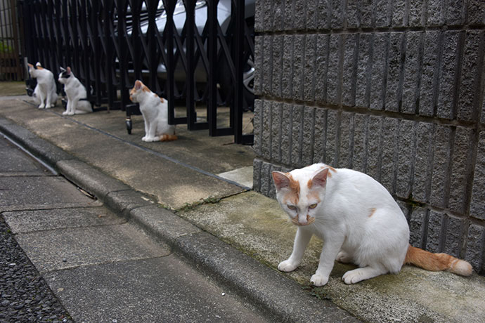 街のねこたち