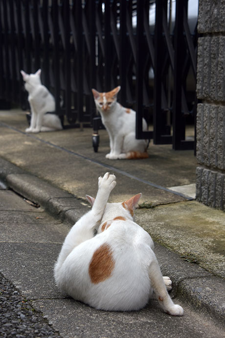 街のねこたち
