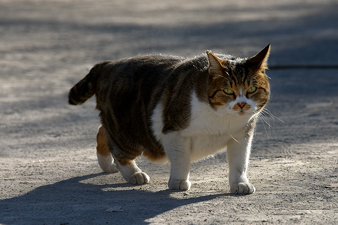 街のねこたち