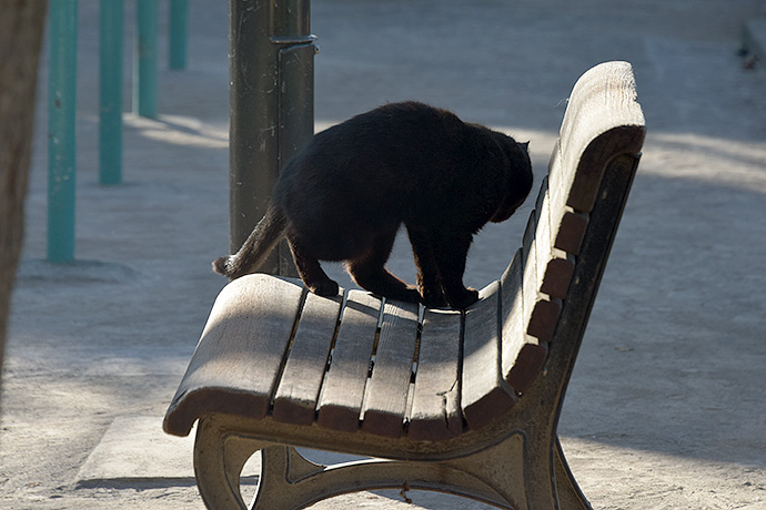 街のねこたち