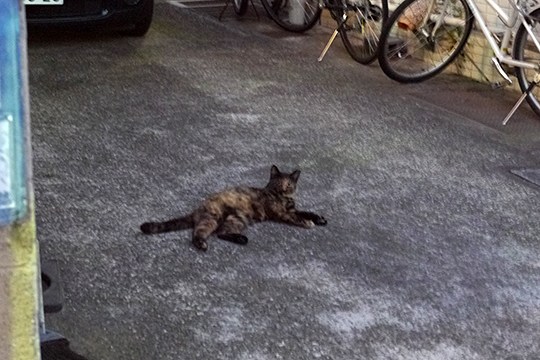 街のねこたち