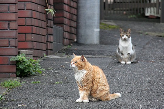 街のねこたち