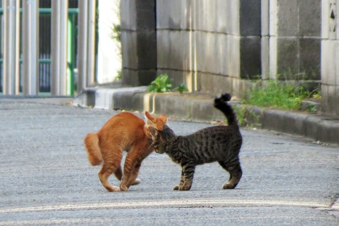 街のねこたち