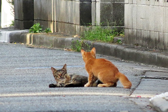 街のねこたち
