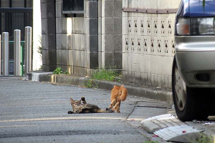 街のねこたち