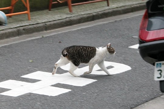 街のねこたち