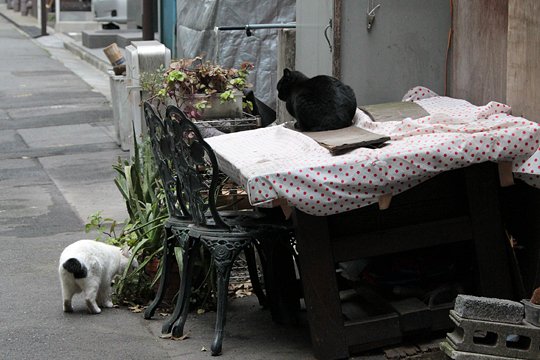 街のねこたち