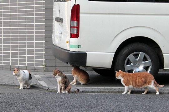 街のねこたち