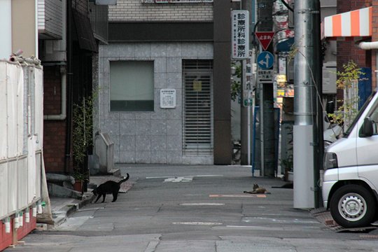 街のねこたち
