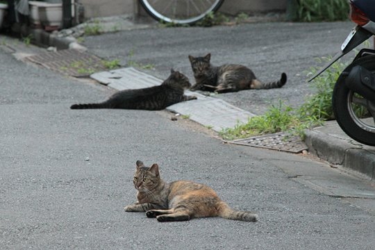街のねこたち