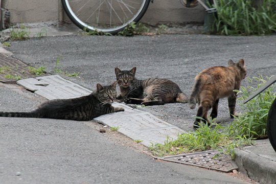 街のねこたち
