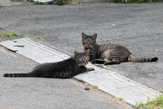 街のねこたち