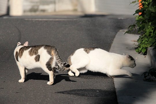 街のねこたち