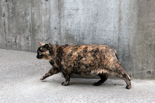 街のねこたち
