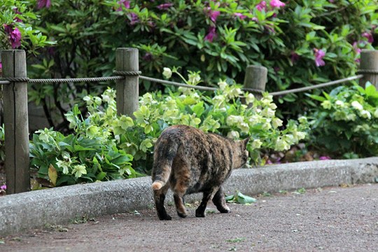 街のねこたち
