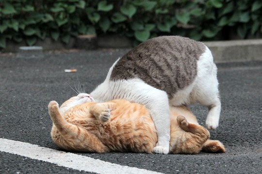 街のねこたち