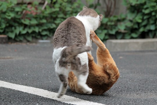 街のねこたち