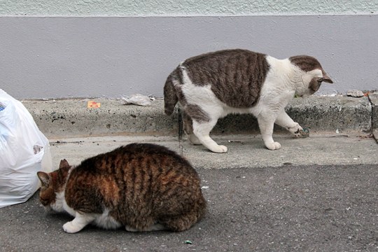 街のねこたち