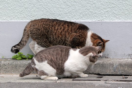 街のねこたち