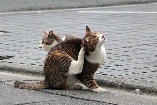 街のねこたち
