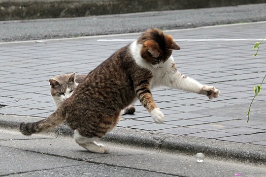 街のねこたち