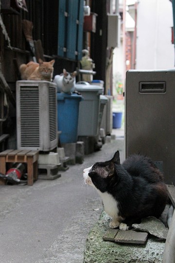 街のねこたち