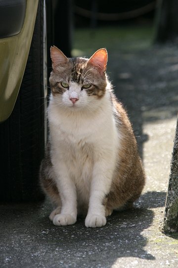 街のねこたち