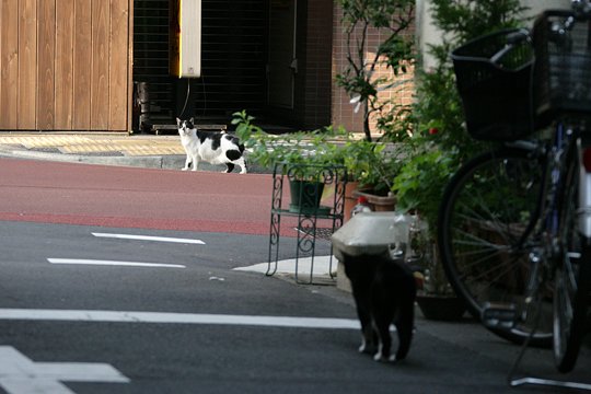 街のねこたち