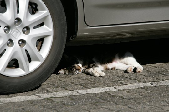 街のねこたち