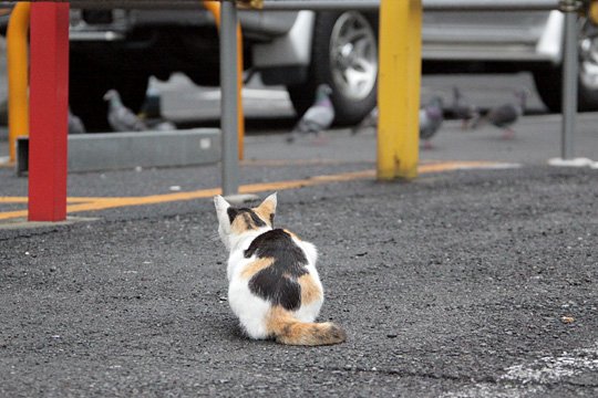 街のねこたち