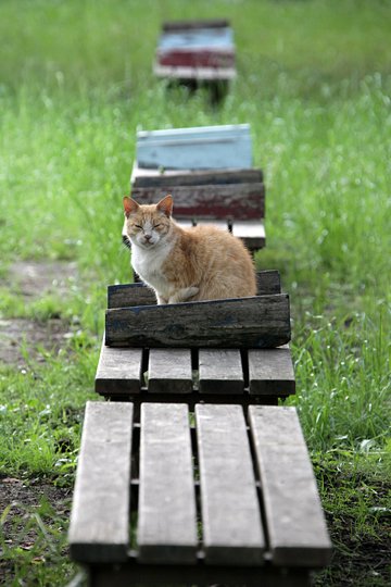 街のねこたち