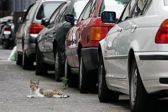 街のねこたち