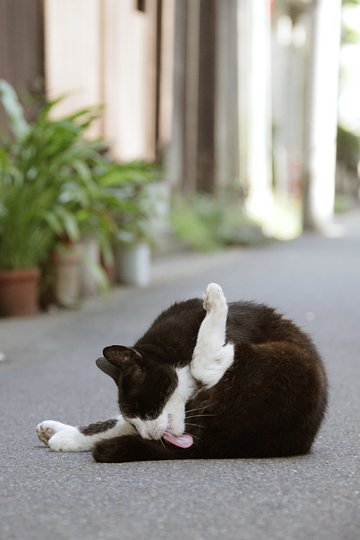 街のねこたち