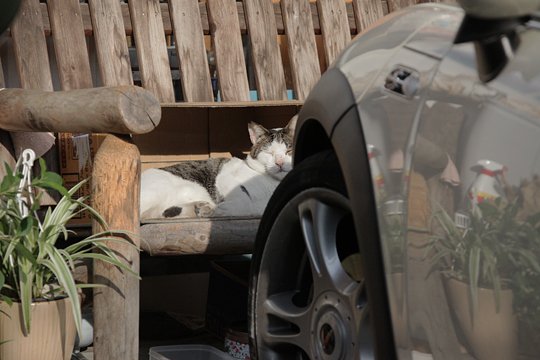 街のねこたち