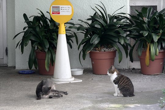街のねこたち